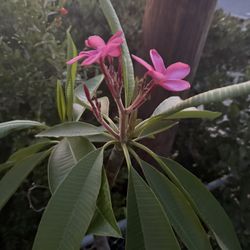 Plumeria 