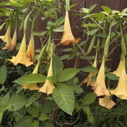 Trompeta De Angel Color Amarillo 