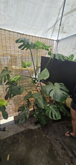 Monstera Deliciosa - 5 Ft (Multiple)