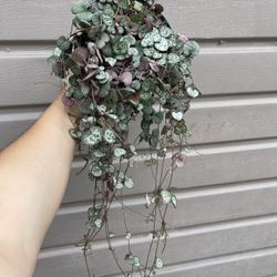 6” strings of hearts 