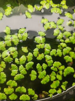 Purple Fringed Heartwort – Rare Live Floating Aquarium Plant