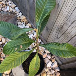 Loquat Plant