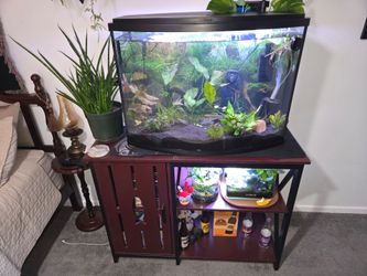 36 Gallon Tank, Stand & MORE!