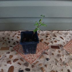 Honeysuckle 