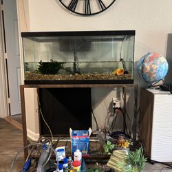 55 Gallon Fish Tank MUST GO NOW. Fishes Included
