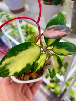 Hoya Verticillata inner variegated