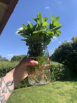 ✨Spearmint Plant✨