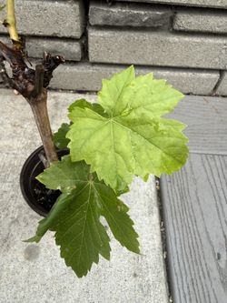 organic Unknow Variety Of Grapes Plant
