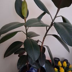 Rubber Plant