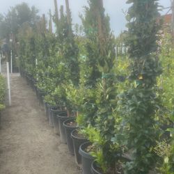 🔥🔥🔥 Excellent For Privacy Hedge