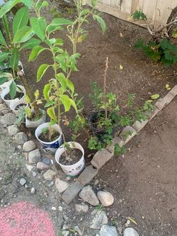 3 herbs plants for 10$ all