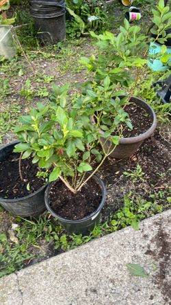 Blueberry bush