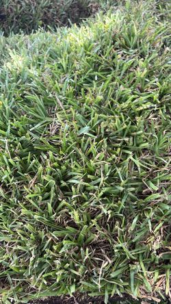 St Augustine Sod - $225 per pallet