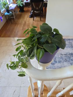 Heart ❤️ leaf Philodendron