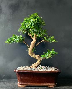 Bonsai Fukien tea