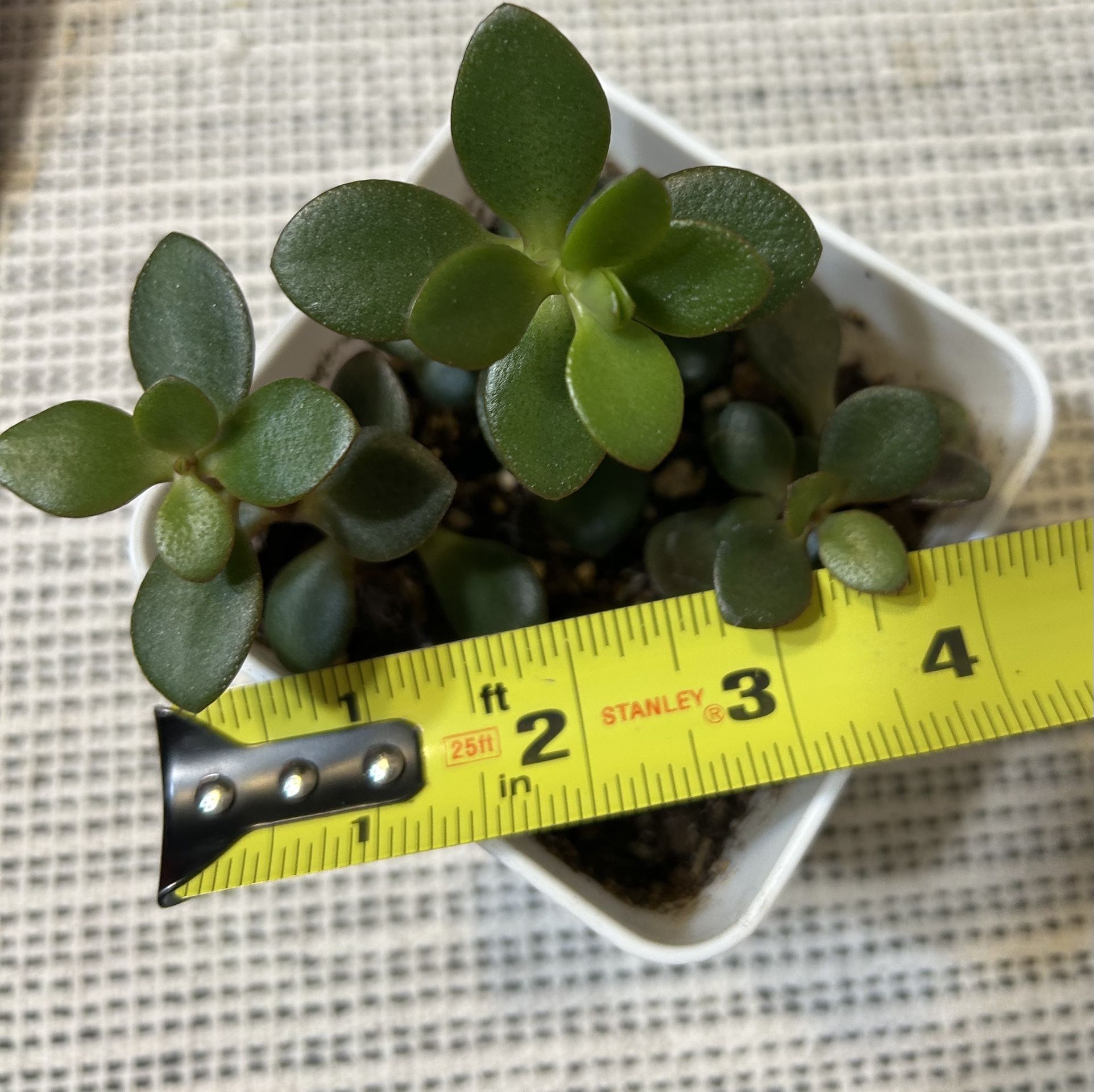 Four Jade Plant Crassula Ovata-indoor Succulent