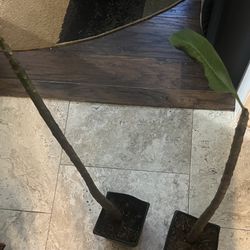 Plumeria Hawaiian Plants Reduced  (price Is Each ) 