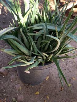 Extra Extra Large Monster Size Plants