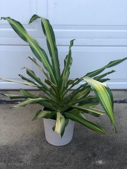 Snake plant