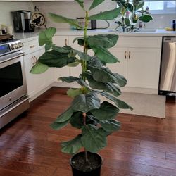 Faux Fig Leaf Plant