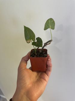 Thai pink splash syngonium