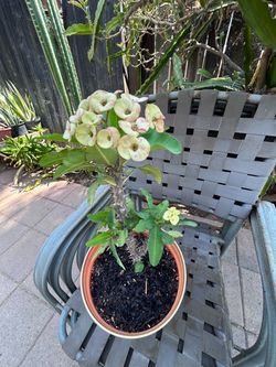 Planta Corona de cristo