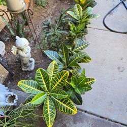 Croton Plants In 7in Plastic Pots.   $6 Ea