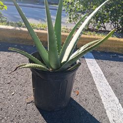 Aloe Vera