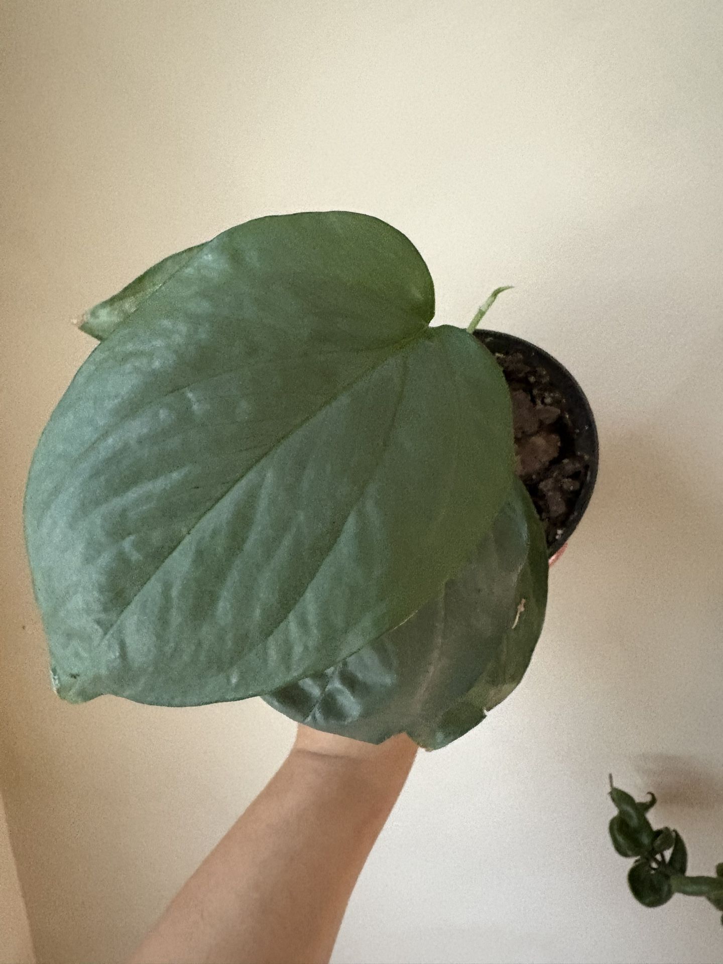 Amydrium Medium Silver (Spider Man Monstera) 2