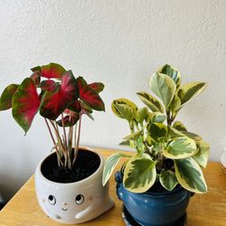 Plants Live Houseplants Home Decor in Decorative Pot Healthy & Thriving. 20 each (Phoenix)
