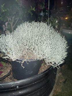 Cushion Bush Plant