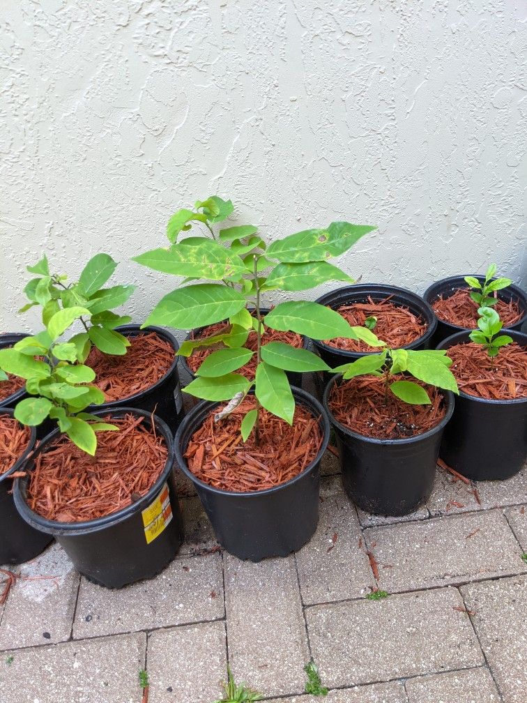Sugar Apple Plant Anon