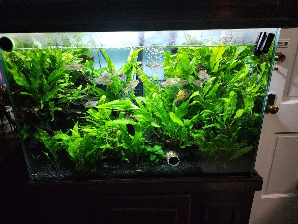 Aquarium Plants  Fish Tank