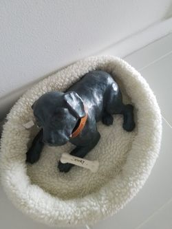 Designer dog my Austin