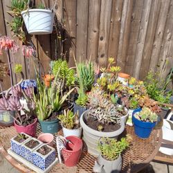 Succulents 