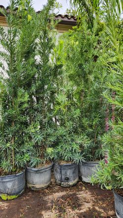 Beautiful Podocarpus About 6 Feet Tall For Just $35 Instant Privacy Plants Green Fencing Privacy Hedges SALE