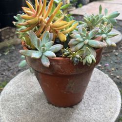 Cute Small Pot Succullents. $10👍