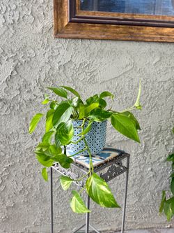 Beautiful Pothos plant