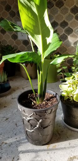 White Premium Sympathy Peace Lily - Indoor Plants