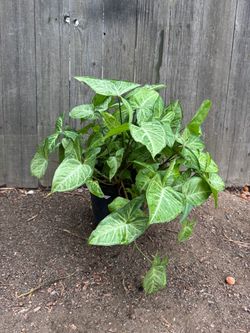 Arrowhead plant