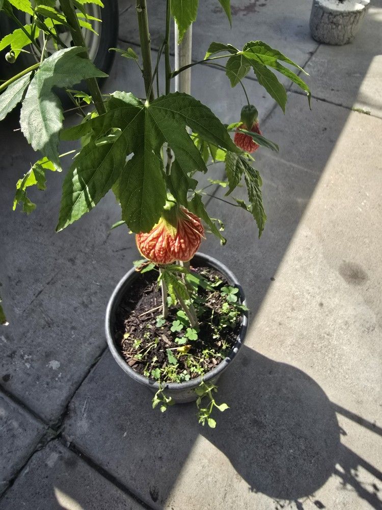 Farolito Maple