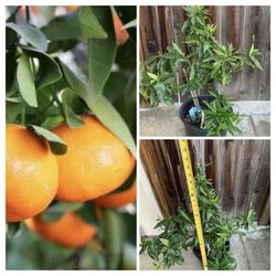 Organic Sweet Fruiting and Flowering Dwarf Clementine Mandarin Orange Citrus Live Grafted Fruit Tree 5 Gallon Pot  Cash only  Pick up in North San Jos