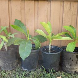 Plumeria Plants  With Pot.