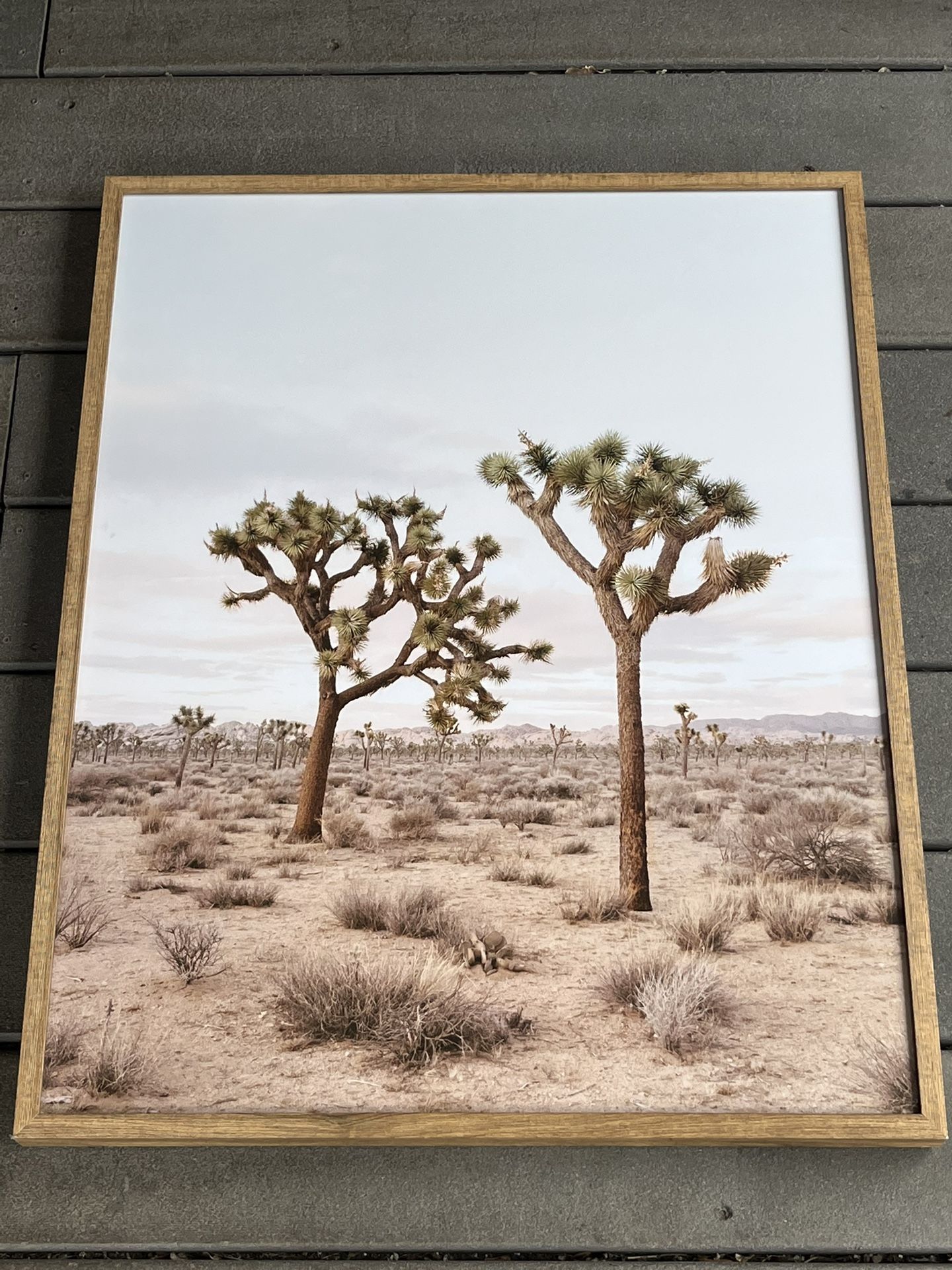 24” x 30” Joshua Tree Framed Print