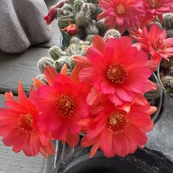 Peanut Cactus In 6” Pot Red Flowers $12 Each