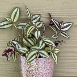 🎁 Inch Plant, Zebrina House Plant In Beautiful Ceramic  Pot 4.5"H. 