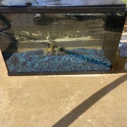 Fish Tank (5 Gallon)