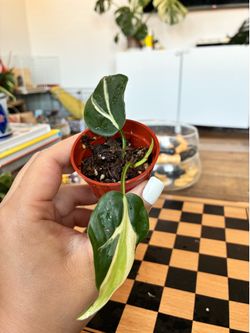 Philodendron silver stripe