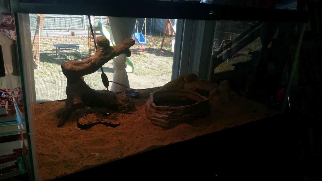 Bearded dragon with complete settup