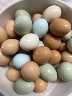 Fresh Farm Eggs Mixed Colors